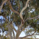 50 Seeds Camaldiensis Eucalyptus Tree Perennial 39 Flowers Garden