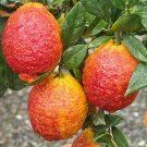 5 RSeeds Red Lemons Healthy Citrus Fruit Flowers Garden