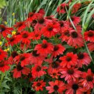 50 Seeds Red Salsa Cone Echinacea Perennial 3ER Flowers Garden