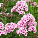 50 Seeds White Pink Phlox Perennial Butterfly 56 Flowers Garden
