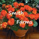 25 Seeds Orange Geranium Flowers Garden