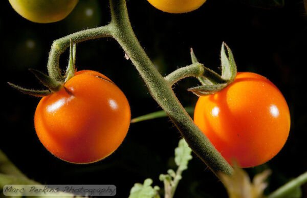 50 Seeds First Light Tomato Juicy Tomatoe Vegetable Flowers Garden