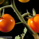 50 Seeds First Light Tomato Juicy Tomatoe Vegetable Flowers Garden