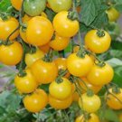 50 Seeds Honeybee Tomato Juicy Tomatoe Vegetable Flowers Garden