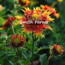 25 Seeds Blanket Dwarf Goblin Gaillardia pulchella Flowers Garden