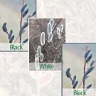 15 Seeds Pussy Willow Collection: Black White house Flowers Garden