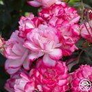 25 Seeds Candy Cane Cocktail rose Flowers Garden