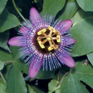 15 Seeds Passion Monika Fischer house Flowers Garden