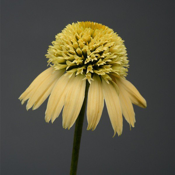 50 Seeds Lemon Cream Cone Echinacea Perennial Bloom 96 Flowers Garden