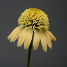 50 Seeds Lemon Cream Cone Echinacea Perennial Bloom 96 Flowers Garden