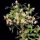 15 Seeds Star JasminePink Showers house Flowers Garden