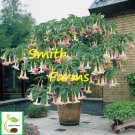 25 Seeds Mix Color Angel Trumpet Brugmansia Datura Flowers Garden