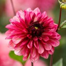 25 Seeds Bacardi Dahlia Perennial ing 09 Flowers Garden