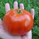 50 Seeds Grandaddy Tomato Juicy Tomatoe Vegetable Flowers Garden