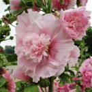 25 Seeds Carnival Pink Hollyhock Perennial 836 Flowers Garden