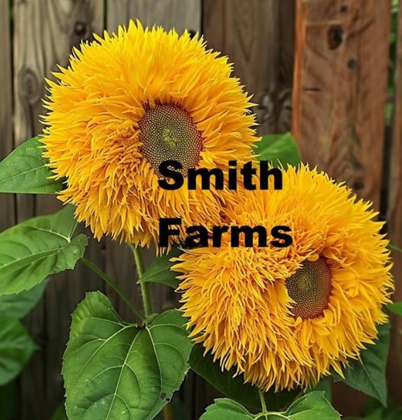 50 Seeds Teddy Bear Sun Yellow Flowers Garden