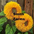 50 Seeds Teddy Bear Sun Yellow Flowers Garden