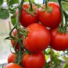 50 Seeds FAST GROWING Tomato Day Harvest Juicy Tomatoe Vegetable Flowers Garden