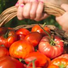 50 Seeds Pilcer Vesy Tomato Tomatoe Vegetable Edible Canning Flowers Garden