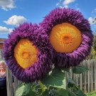 50 Seeds Yellow Purple Enchanting Giant Teddy Bear Sun . Flowers Garden