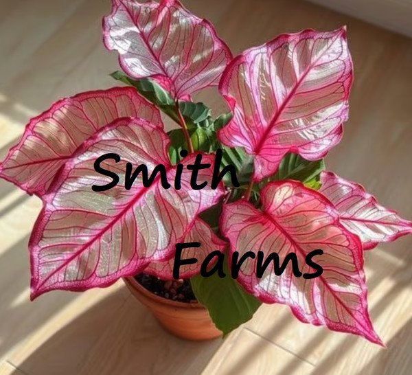 25 Seeds Pink Edged Coleus Beautiful Bright Colored Leaves Floral Flowers Garden