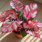 25 Seeds Pink Edged Coleus Beautiful Bright Colored Leaves Floral Flowers Garden