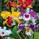 50 Seeds Mixed Cattleya Orchid Cattleya spp. Flowers Garden