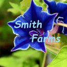 25 Seeds Morning Glory Dark Blue Picotee Ipmoea Vining Perennial Flowers Garden