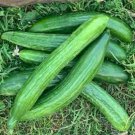 25 Seeds Telegraph Cucumbers Flowers Garden