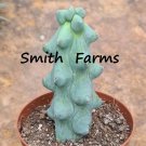 10 Seeds Myrtillocactus Geometrizans Cactus Boobie Cactus Flowers Garden