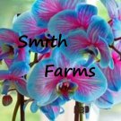 50 Seeds Blue & Pink Orchids Flowers Garden