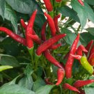 25 Seeds Thai Super Chile Pepper Vegetables Flowers Garden
