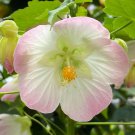 15 Seeds AbutilonWedding Day house Flowers Garden