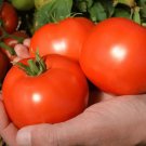 50 Seeds Red Mountain Tomato Tomatoe Vegetable Edible Canning Flowers Garden