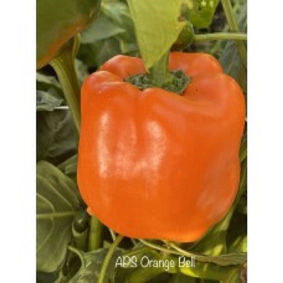 25 Seeds APS Orange Bell Pepper Healthy Flowers Garden