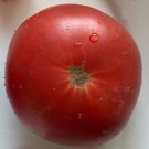 50 Seeds Velvet Night Tomato Vegetable Tomatoe Edible 6Day Harvest Flowers Garden
