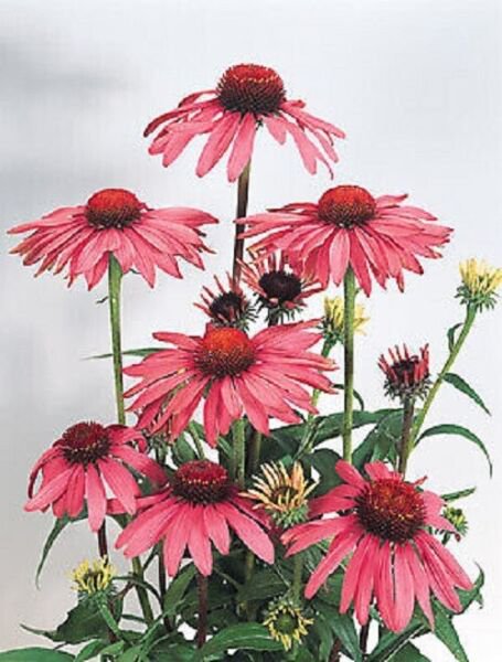 50 Seeds Deep Rose Cone Echinacea Perennial Bloom 0 Flowers Garden