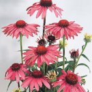 50 Seeds Deep Rose Cone Echinacea Perennial Bloom 0 Flowers Garden