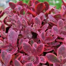 15 Seeds Sedum Sunsparkler house Flowers Garden