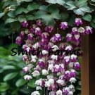 25 Seeds Purple White Weeping Begonia Beautiful Hanging Basket Flowers Garden