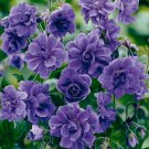 10 Seeds Double Purple Geranium Perennial Flowers Garden