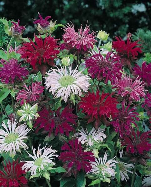 100 Seeds Panaroma Mix Bee Balm Bloom Hummingbird 39 Flowers Garden