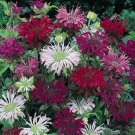 100 Seeds Panaroma Mix Bee Balm Bloom Hummingbird 39 Flowers Garden