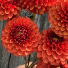 25 Seeds Brown Sugar Dahlia Perennial ing 0 Flowers Garden