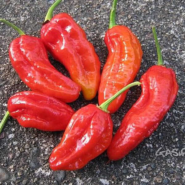 25 Seeds Spanish Naga Pepper Vegetables Flowers Garden