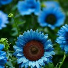 50 Seeds Midnight Oil Blue Sun Rare Bonsai Black Hybrid for Your Flowers Garden