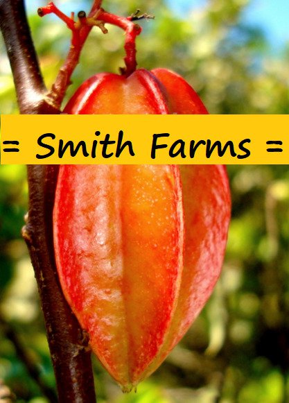 30 Seeds Red Star Fruit A.K.A. Carambola Starfruit Flowers Garden