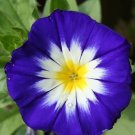 15 Seeds Dwarf Tri color Morning Glory Purple White Yellow Flowers Garden