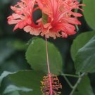 15 Seeds HibiscusJapanese Lantern house Flowers Garden