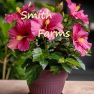 25 Seeds Pink Dwarf Hibiscus Flowers Garden